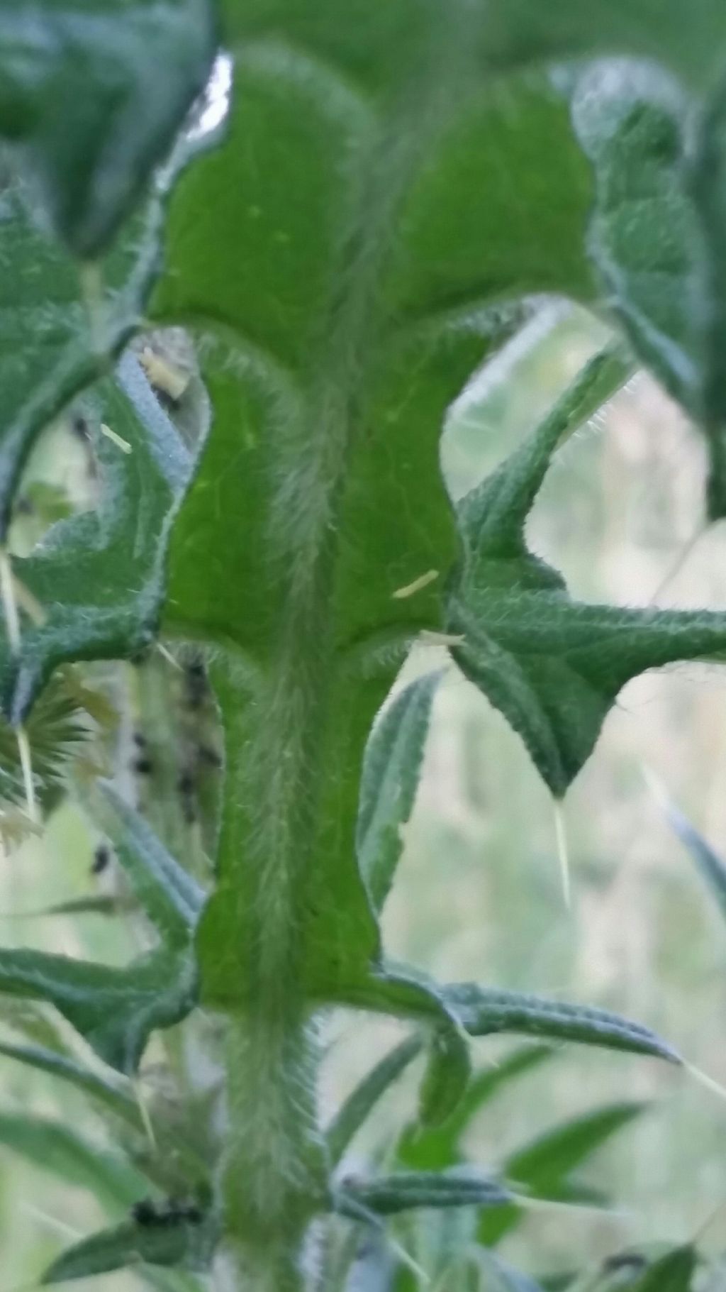 Cirsium vulgare